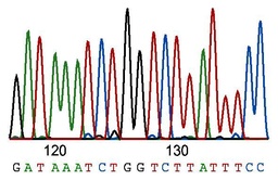 [BB-SS01] BB-SS01 DNA Sequencing (Standard service)